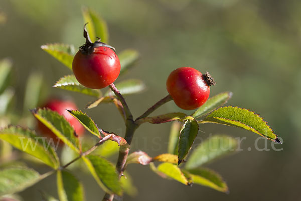 Rose (Rosa spec.)