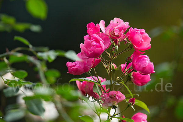 Rose (Rosa spec.)