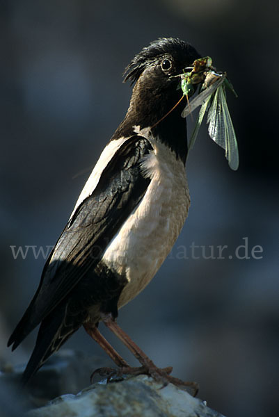 Rosenstar (Sturnus roseus)