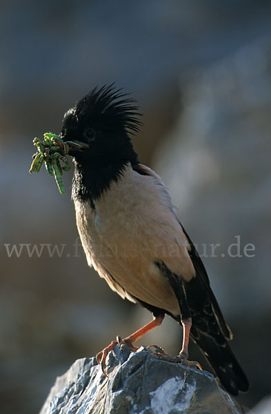 Rosenstar (Sturnus roseus)