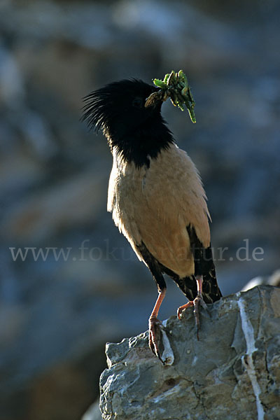 Rosenstar (Sturnus roseus)