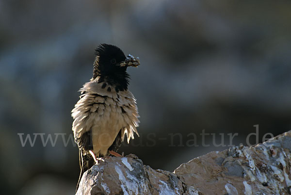 Rosenstar (Sturnus roseus)