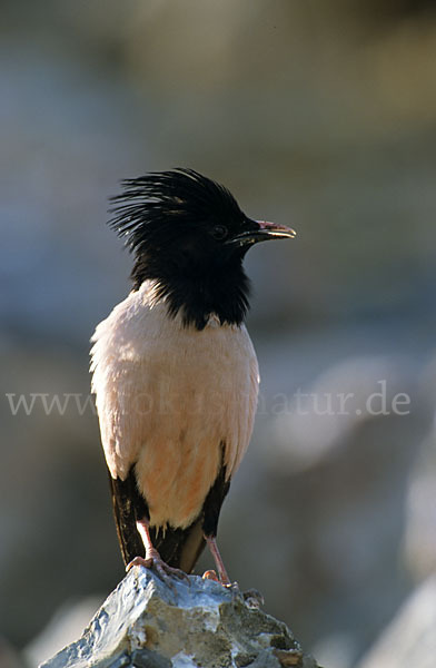 Rosenstar (Sturnus roseus)