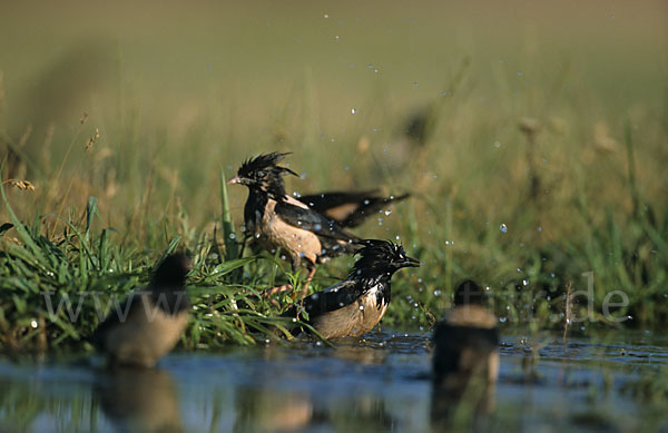 Rosenstar (Sturnus roseus)