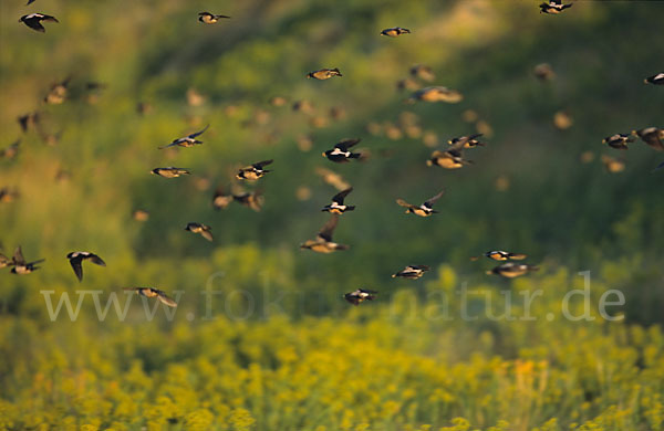 Rosenstar (Sturnus roseus)