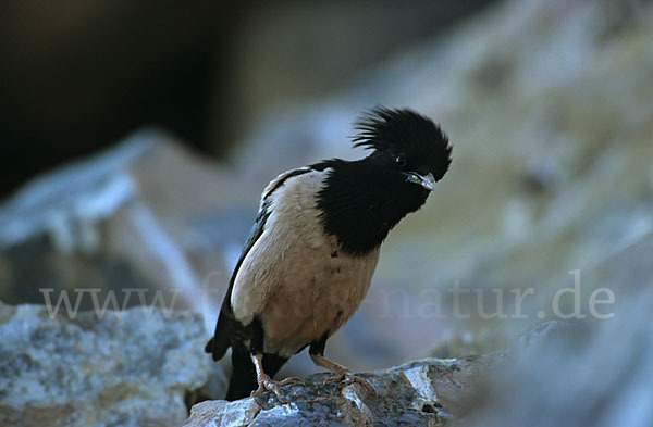 Rosenstar (Sturnus roseus)