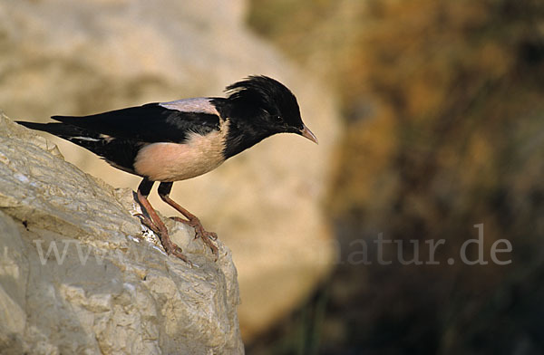 Rosenstar (Sturnus roseus)