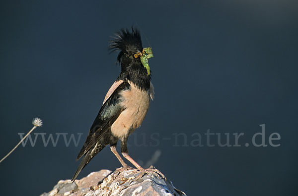 Rosenstar (Sturnus roseus)