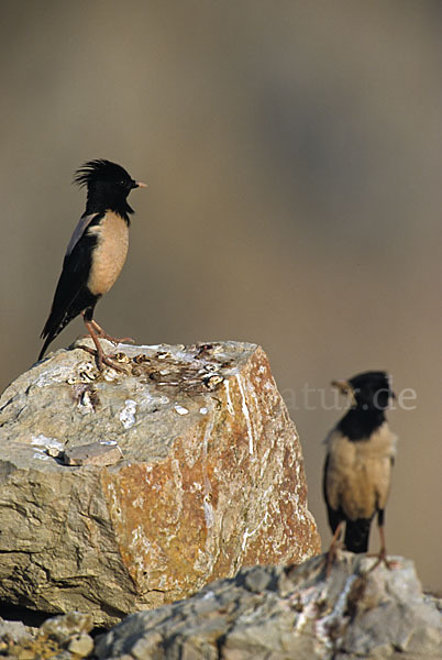 Rosenstar (Sturnus roseus)