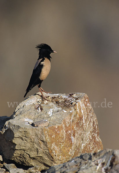 Rosenstar (Sturnus roseus)