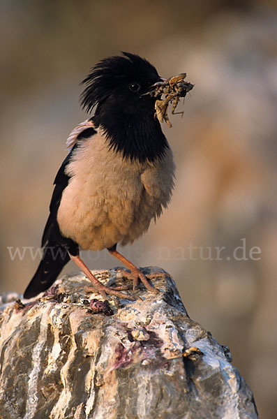 Rosenstar (Sturnus roseus)