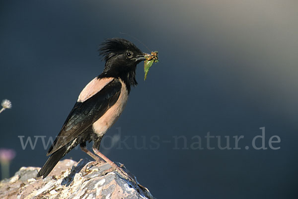 Rosenstar (Sturnus roseus)