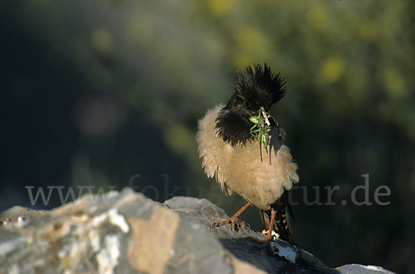 Rosenstar (Sturnus roseus)