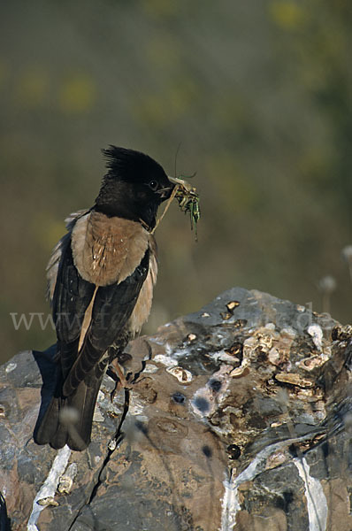 Rosenstar (Sturnus roseus)