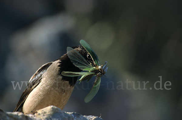 Rosenstar (Sturnus roseus)