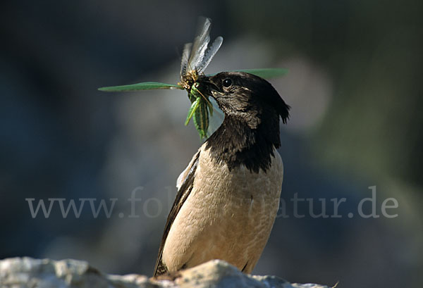 Rosenstar (Sturnus roseus)