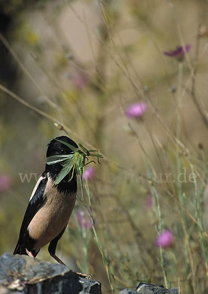 Rosenstar (Sturnus roseus)