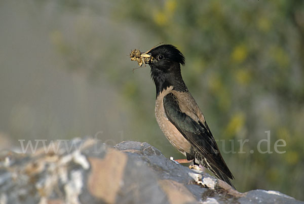 Rosenstar (Sturnus roseus)