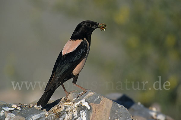 Rosenstar (Sturnus roseus)