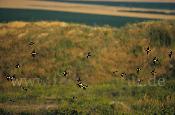 Rosenstar (Sturnus roseus)