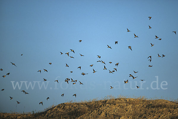 Rosenstar (Sturnus roseus)