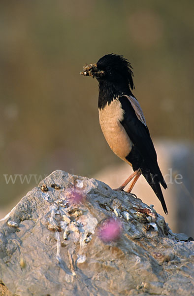 Rosenstar (Sturnus roseus)