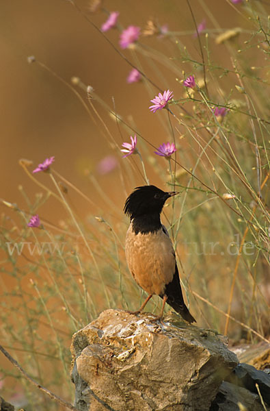 Rosenstar (Sturnus roseus)