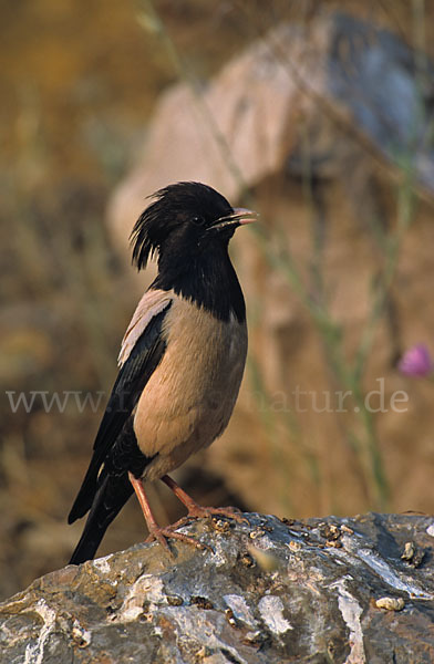 Rosenstar (Sturnus roseus)