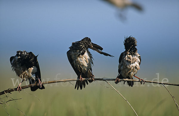 Rosenstar (Sturnus roseus)