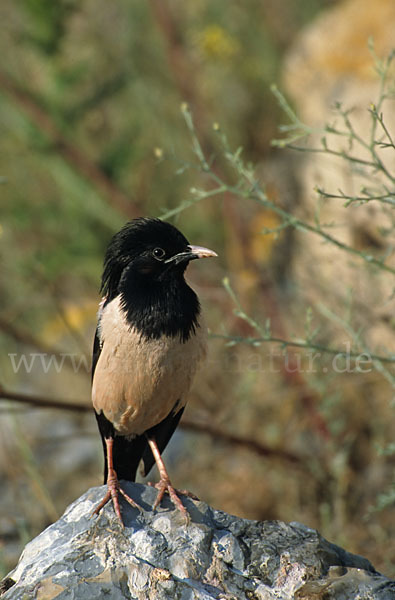 Rosenstar (Sturnus roseus)