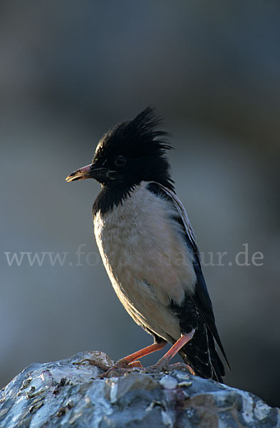 Rosenstar (Sturnus roseus)