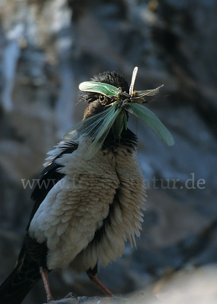 Rosenstar (Sturnus roseus)