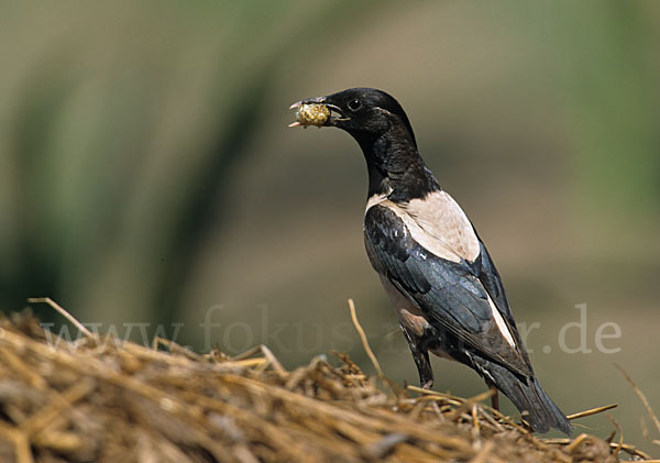 Rosenstar (Sturnus roseus)