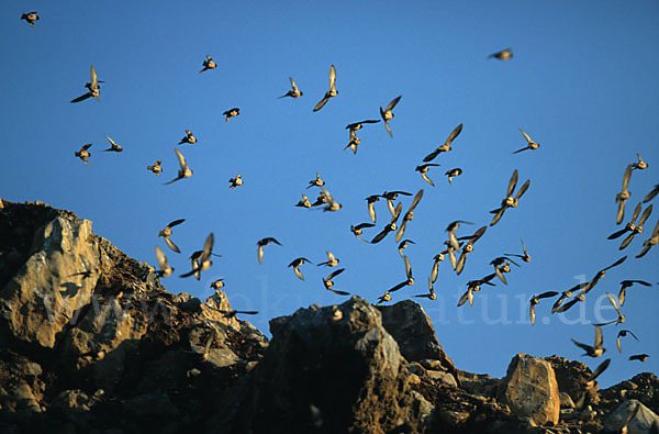 Rosenstar (Sturnus roseus)