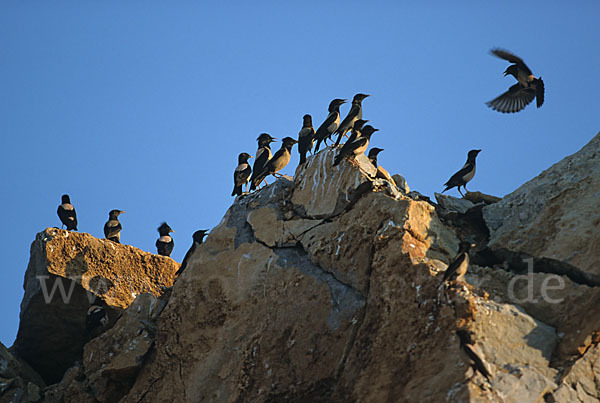 Rosenstar (Sturnus roseus)