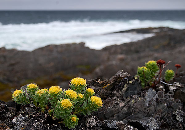 Rosenwurz (Rhodiola rosea)