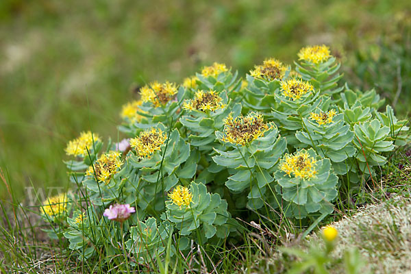 Rosenwurz (Rhodiola rosea)