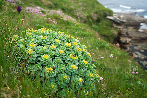 Rosenwurz (Rhodiola rosea)