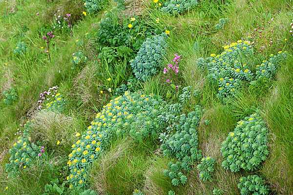 Rosenwurz (Rhodiola rosea)