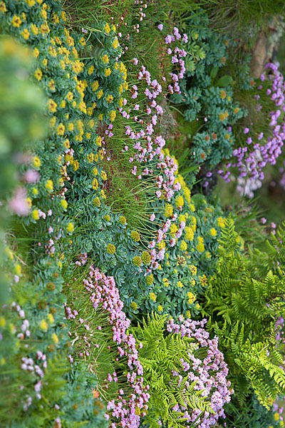 Rosenwurz (Rhodiola rosea)