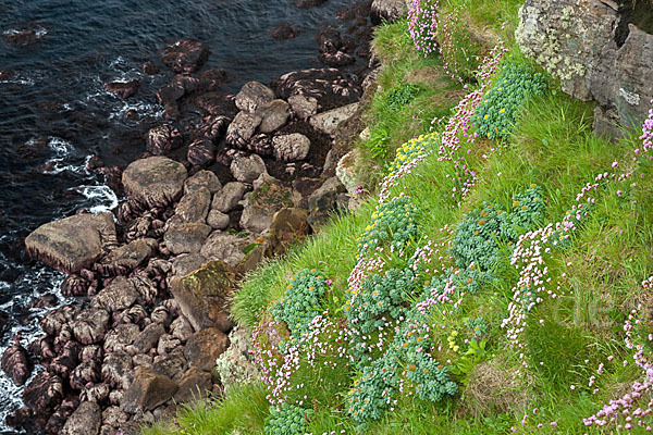 Rosenwurz (Rhodiola rosea)