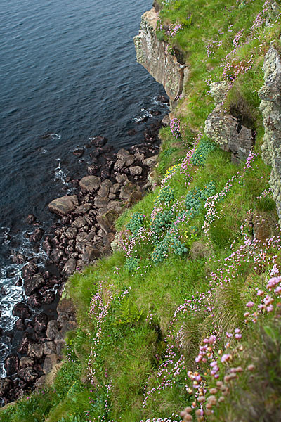 Rosenwurz (Rhodiola rosea)