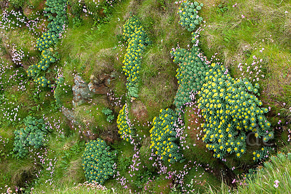 Rosenwurz (Rhodiola rosea)