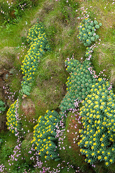 Rosenwurz (Rhodiola rosea)