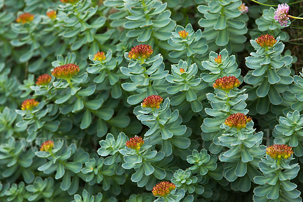 Rosenwurz (Rhodiola rosea)