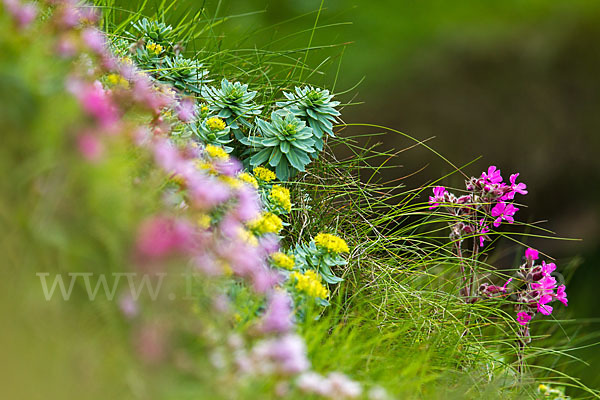 Rosenwurz (Rhodiola rosea)