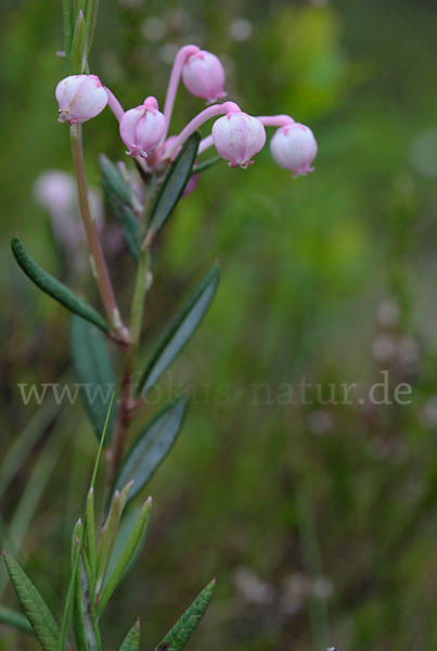 Rosmarinheide (Andromeda polifolia)