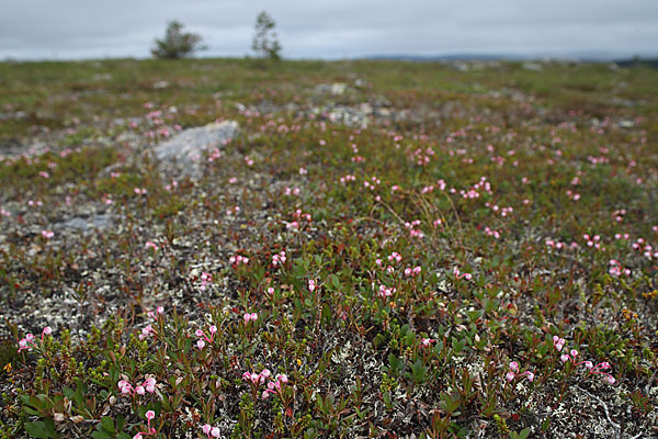 Rosmarinheide (Andromeda polifolia)