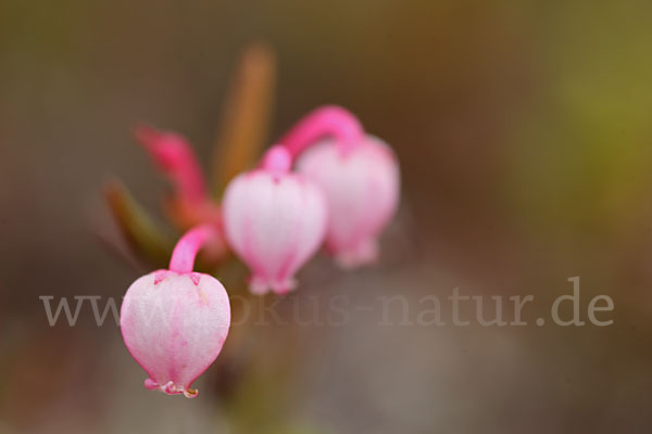 Rosmarinheide (Andromeda polifolia)