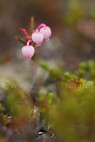 Rosmarinheide (Andromeda polifolia)